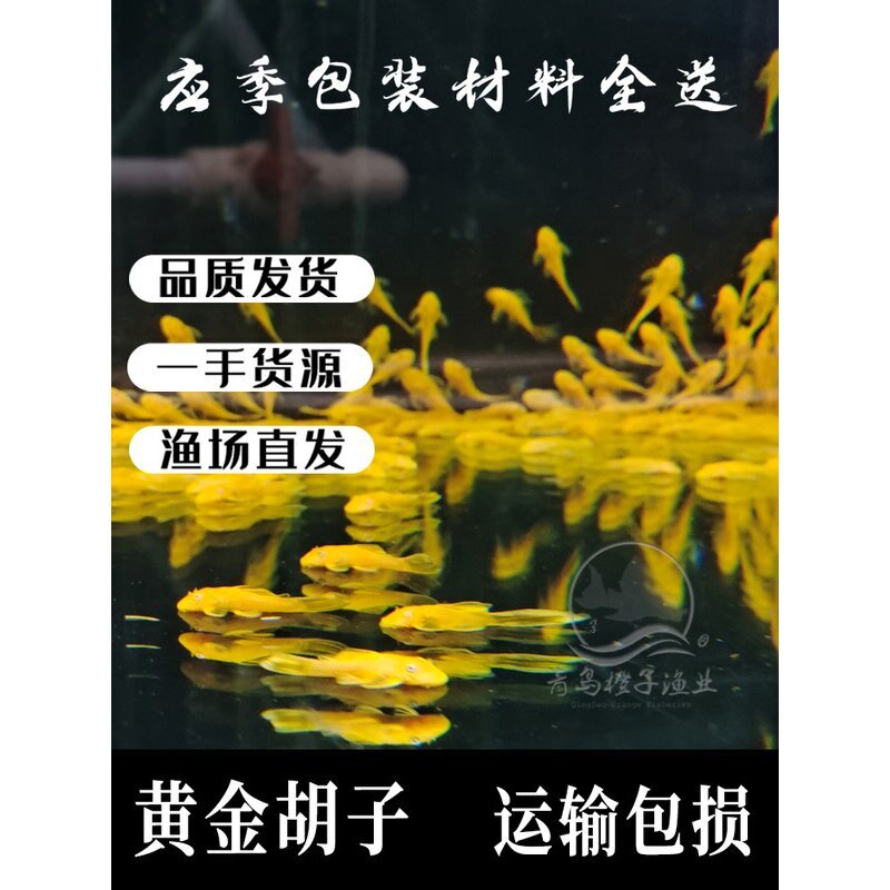 黄金胡子鱼大帆鱼热带观赏鱼小型清道夫擦缸除藻工具鱼淡水宠物鱼