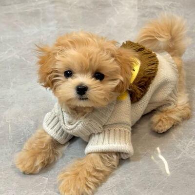 小狗狗衣服宠物春秋款泰迪比熊雪纳瑞小型幼犬秋冬可爱小狮子毛衣