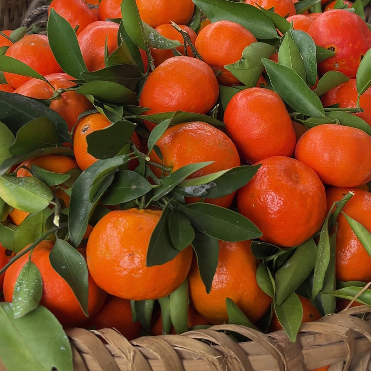 正宗万州古红橘做陈皮新鲜川红橘子当季柑桔橘子水果酸甜薄皮大果