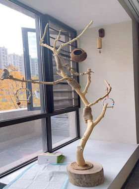 干树枝原木杈枯木树干鸟站架吊顶落地鹦鹉站架拍摄艺术干枝装饰