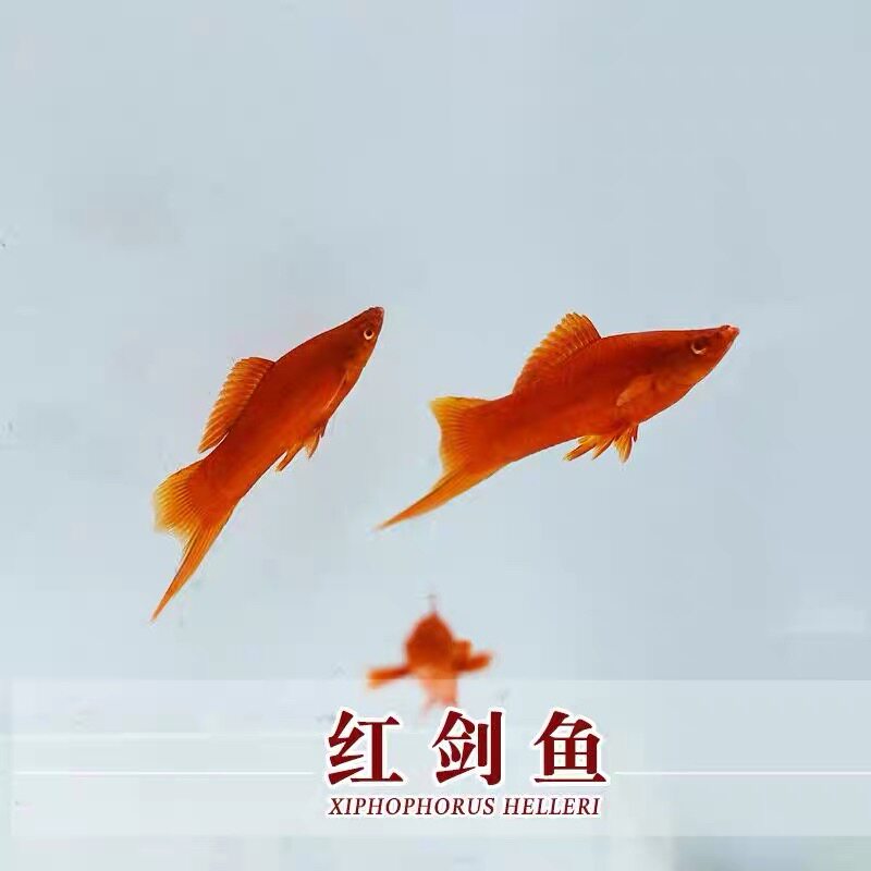 红剑鱼剑尾鱼红箭鱼热带鱼胎生鱼草缸鱼小型鱼水族观赏鱼特价包邮