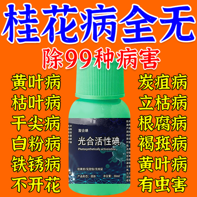 桂花枯叶病黄叶焦叶斑杀菌复活促开催花剂座果灵树专用肥料营养液