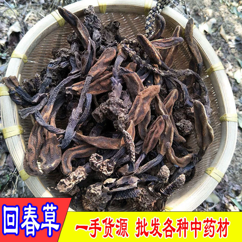 回春草野生500克材广西新货顶天柱草苁蓉男性滋补泡酒茶