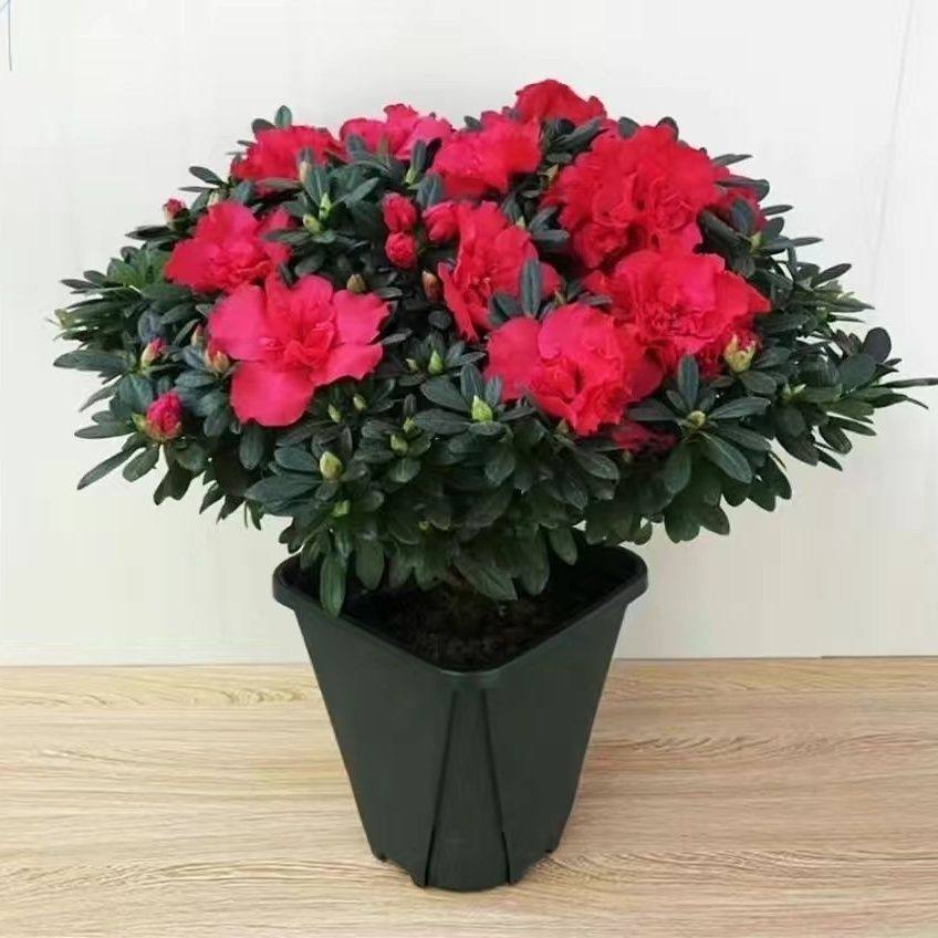 中国红杜鹃花盆栽带花苞四季开花不断阳台室内好养