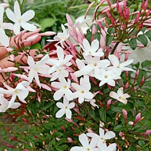 多花素馨植物盆栽阳台庭院爬藤芳香耐热耐寒开花植物大苗基地直销