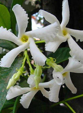 黄色风车茉莉老桩盆栽耐热耐寒爬藤阳台庭院浓香型四季常青花卉