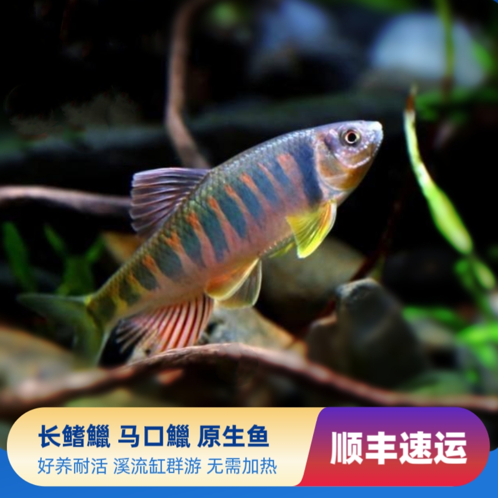 溪流缸原生鱼冷水长鳍鱲桃花鱼