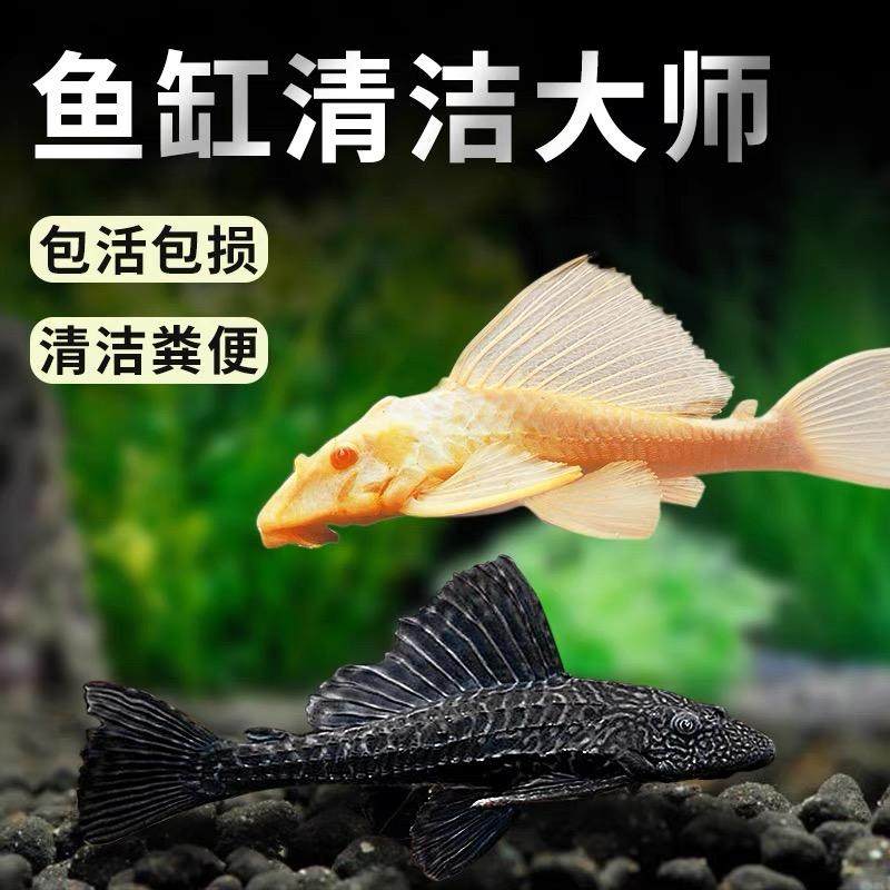 清道夫鱼缸清洁工金苔鼠观赏鱼好养耐活热带冷水吃粪便藻类工具鱼