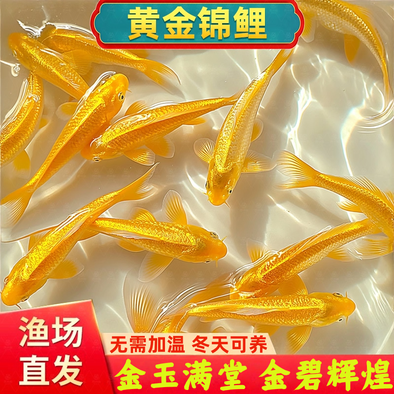 黄金锦鲤风水招财金鱼自来水好养耐活耐寒冷水鱼活体红草金观赏鱼