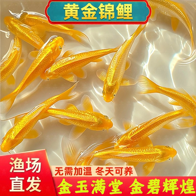 黄金锦鲤风水招财金鱼自来水好养耐活耐寒冷水鱼活体红草金观赏鱼