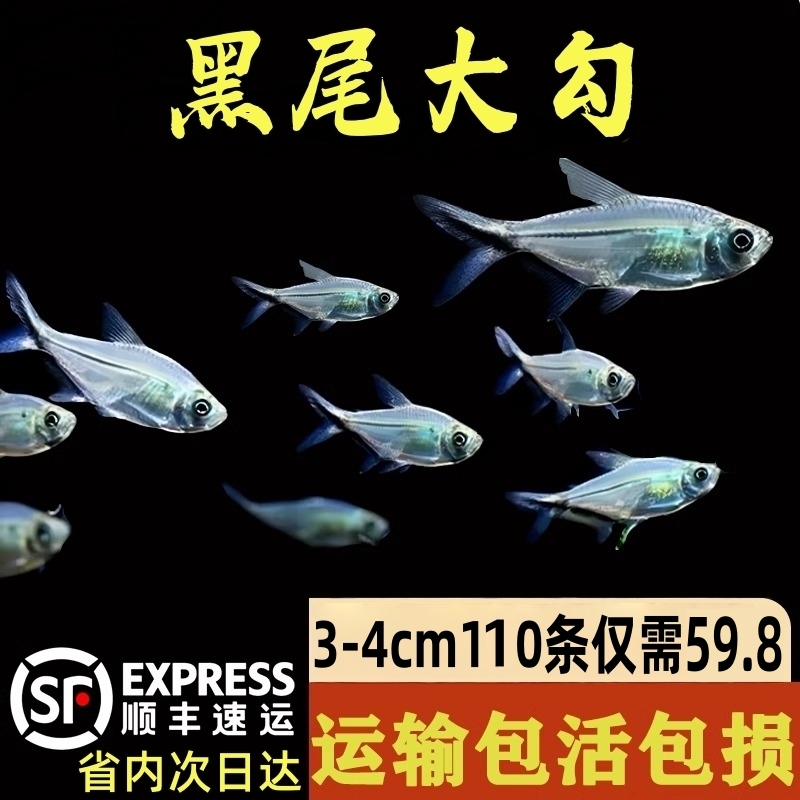 黑尾大勾群游小型热带观赏鱼