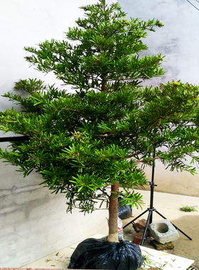 罗汉松树苗名贵台湾迎客松雀舌树桩小叶别墅庭院造型绿植盆栽盆景