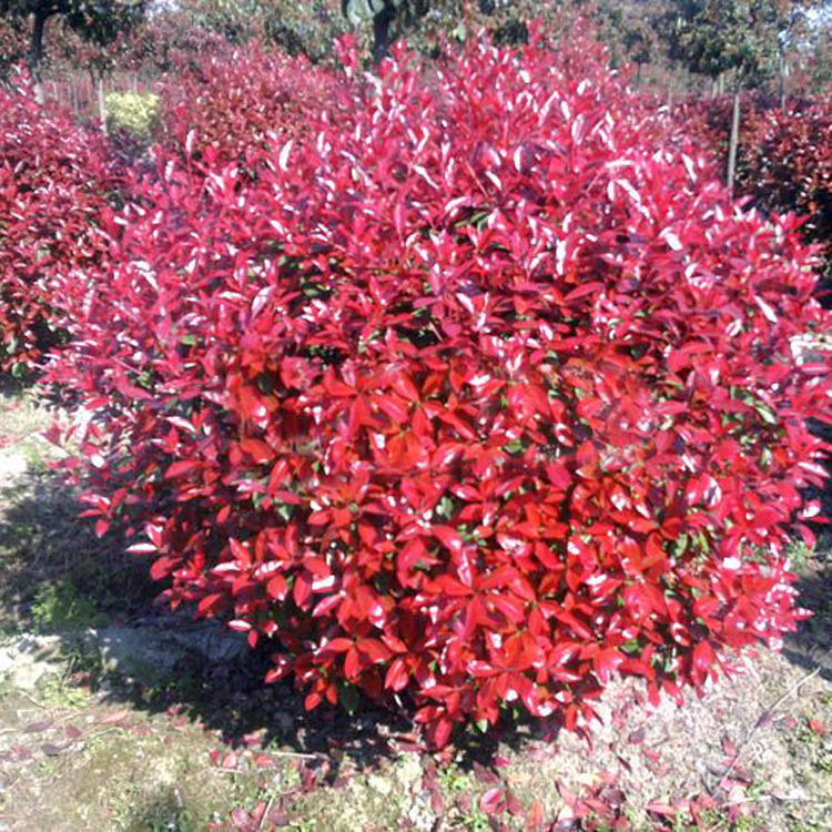 红叶石楠球形树苗金黄杨小叶女贞冬青四季火焰红室外庭院绿化工程