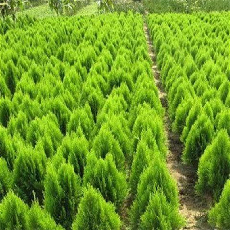 洒金柏植物小盆景香松庭院阳台松树柏树四季常青树苗可盆栽地栽