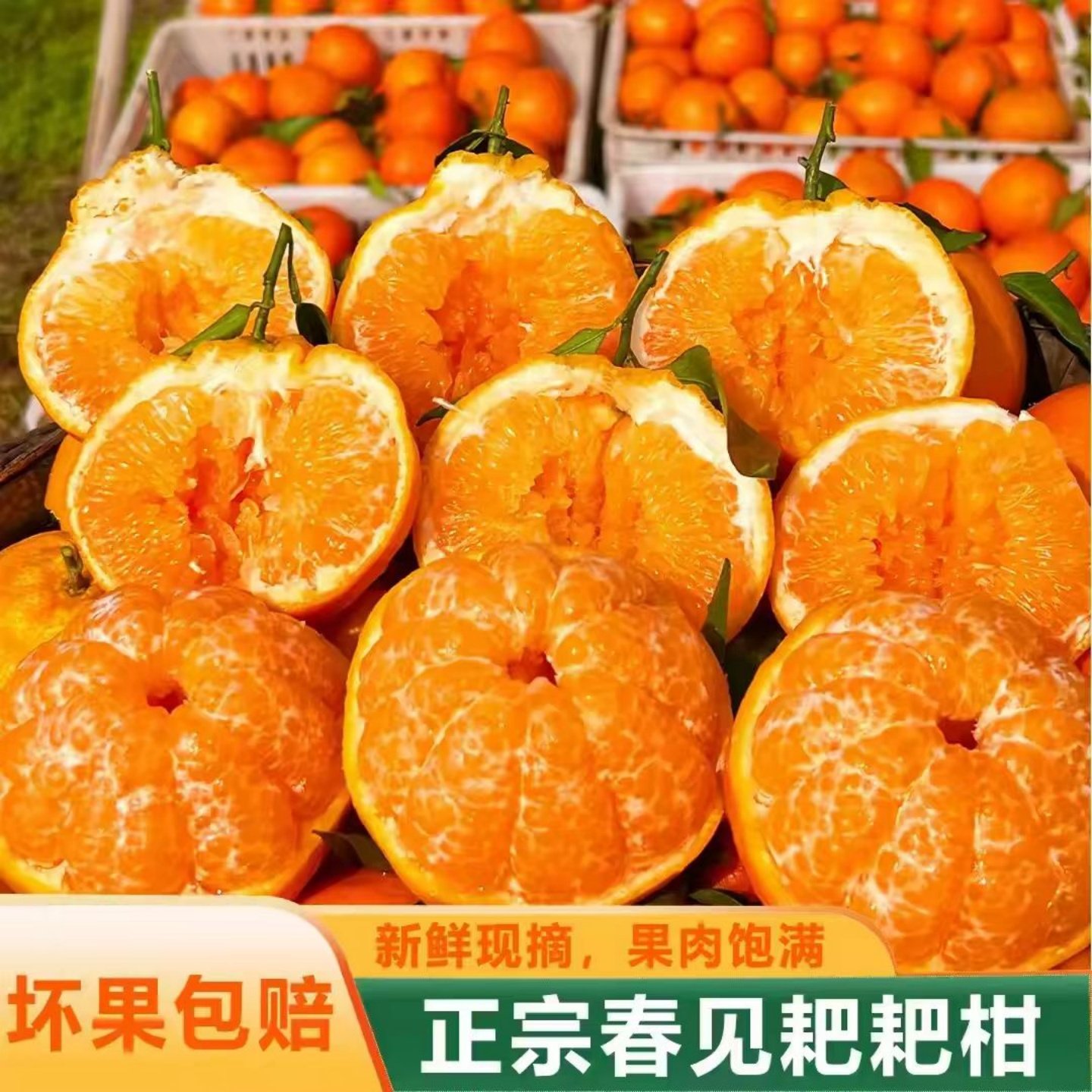 现摘春见耙耙柑8斤粑粑柑大果丑柑桔橘子甜当季新鲜水果整箱包邮,水产肉类/新鲜蔬果/熟食,桔子,淘宝优惠券,粉丝福利购,淘宝优惠卷