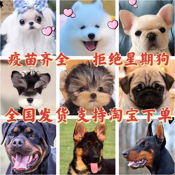 纯种茶杯比熊巴哥约克夏松狮马尔济斯古牧罗威纳犬雪纳瑞宠物幼犬