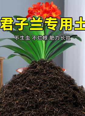 君子兰专用土家用养花有机土壤种植土肥料种花盆栽土君子兰营养土