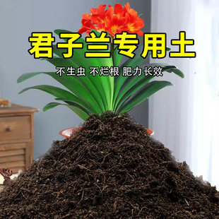 君子兰专用土家用养花有机土壤种植土肥料种花盆栽土君子兰营养土