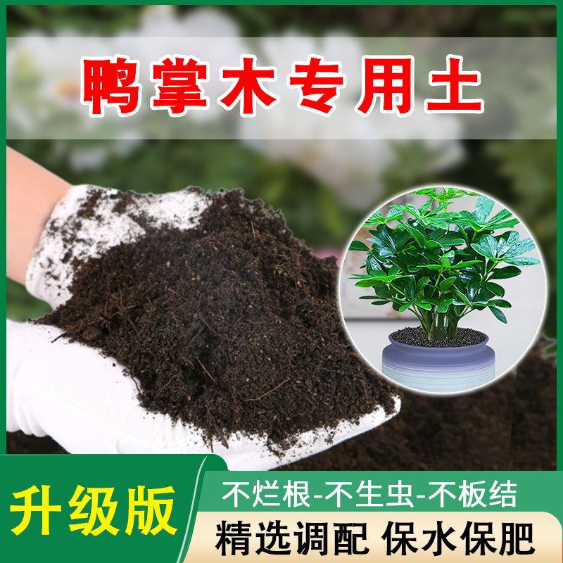 鸭脚木专用土营养土家庭图片