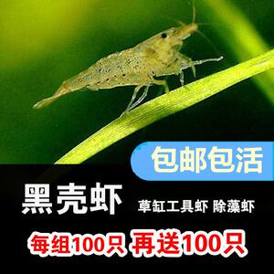 鱼草坊工黑壳虾活体免邮虾观虾吃藻具缸除藻赏虾草免包装包邮