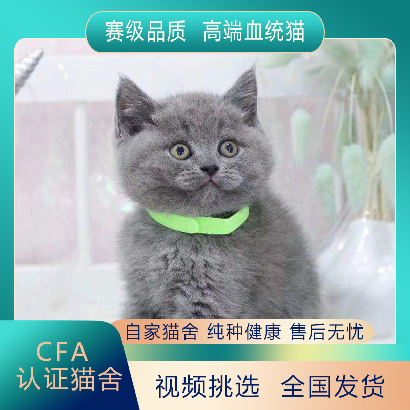 蓝猫幼猫纯种英短猫活体宠物小猫咪英国短毛矮脚蓝白蓝胖子折耳猫