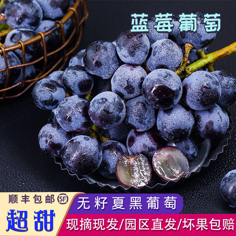 夏黑葡萄新鲜蓝莓葡萄现摘无籽超甜提子当季无公害山东顺丰包邮