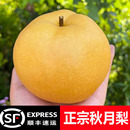 山东莱阳正宗秋月梨新鲜水果10当季 整箱梨子中秋礼盒冰糖羊脂
