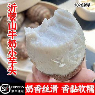 山东沂蒙山牛奶芋头小香芋新鲜农家自种粉糯奶香芋艿正宗现挖毛芋