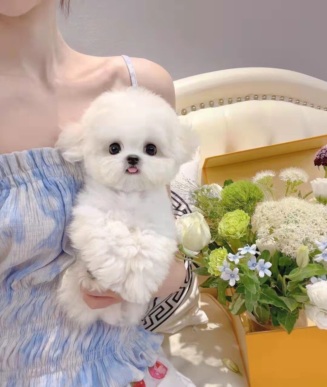 长不大比熊幼犬小型茶杯犬真狗米奇耳飞耳比熊小体博美犬狗宠物狗