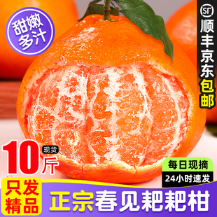 顺丰包邮正宗四川春见耙耙柑新鲜现摘发货丑桔子当季整箱杷粑水果