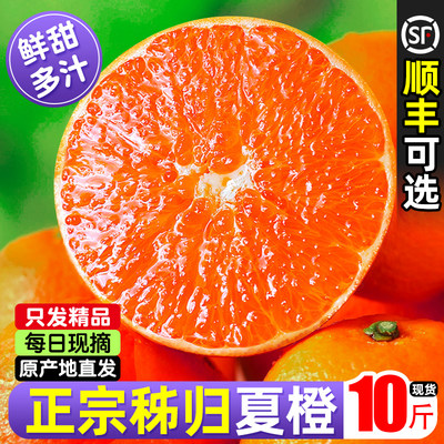 「东方甄选力荐」正宗秭归夏橙
