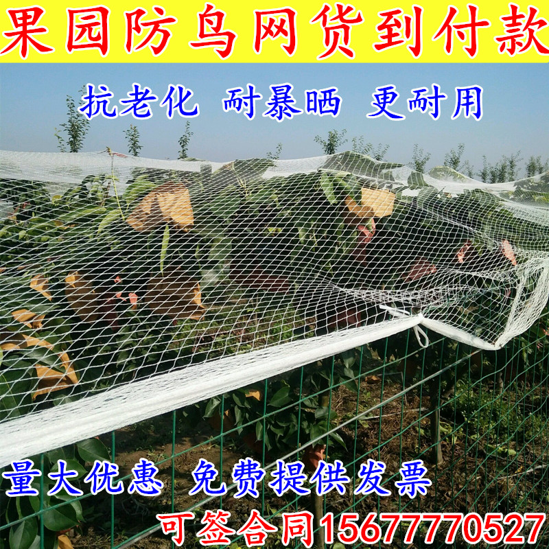 防鸟网草莓大棚果树樱桃葡萄梨树果园防鸟用网尼龙养殖网鱼塘天网
