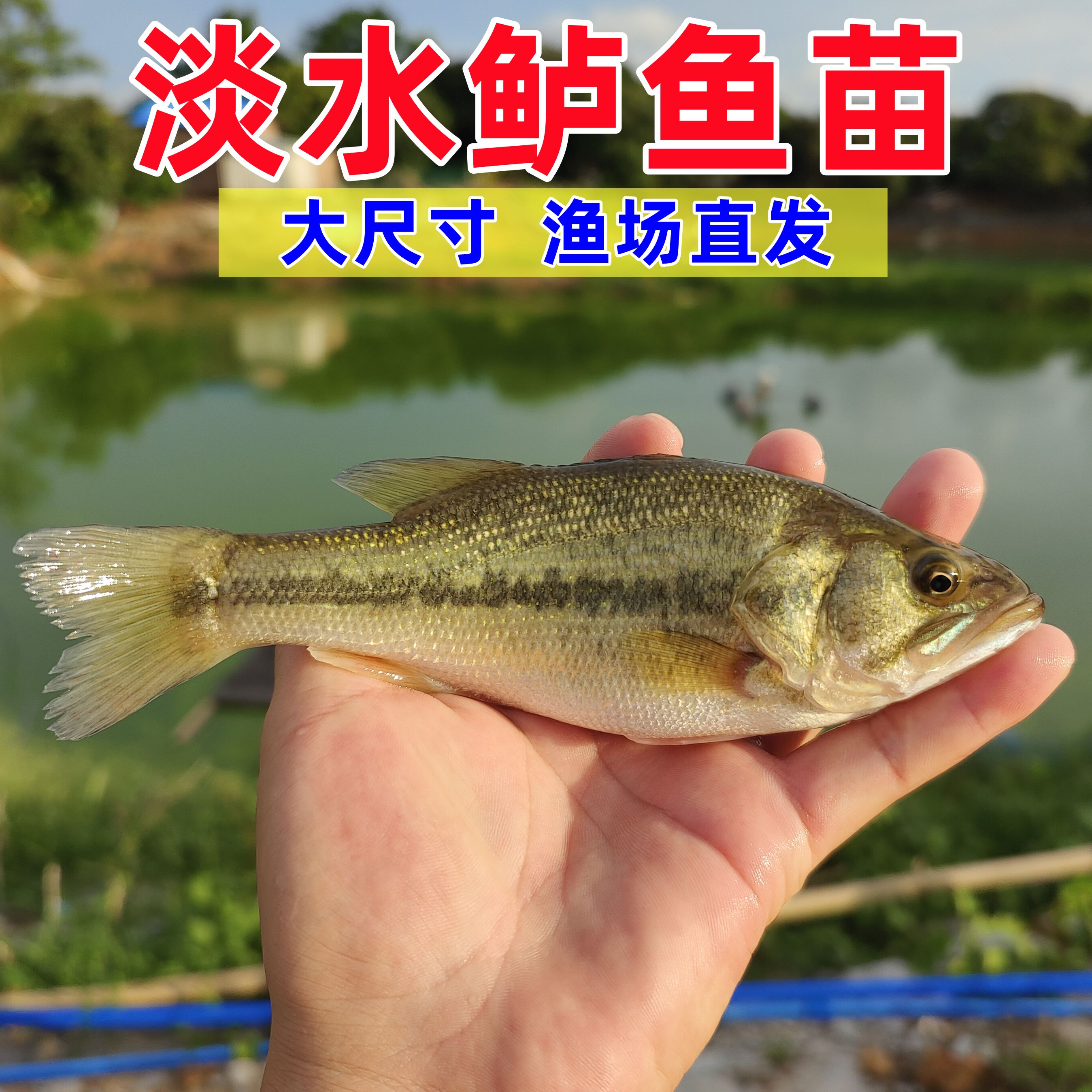 鲈鱼苗淡水养殖渔场直供批发价