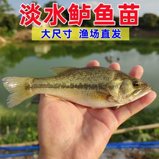 鲈鱼苗批发淡水养殖食用特大规格卢鱼苗加州鲈鱼苗大嘴鲈鱼苗活鱼