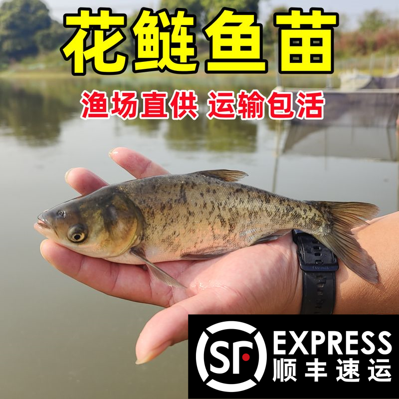 鲢鳙鱼苗批发大头鱼苗淡水养殖食用半斤胖头白鲢雄鱼鳊鱼花鲢鱼苗 宠物/宠物食品及用品 鱼 原图主图