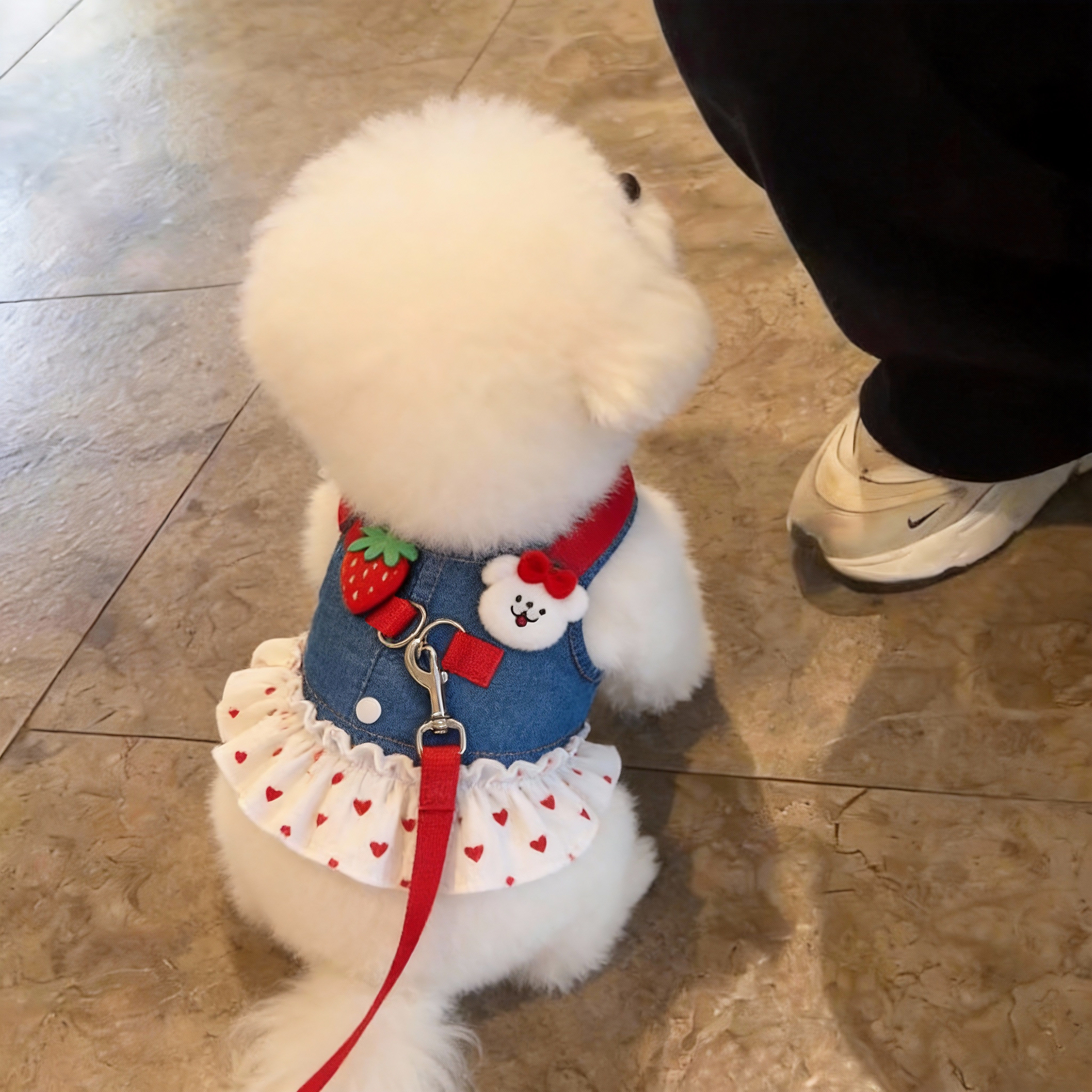狗狗衣服薄款草莓牛仔背带裙小型犬比熊泰迪可爱宠物出行牵引绳子