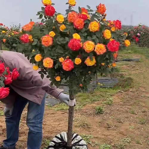 山木香嫁接树桩月季花庭院花卉阳台盆栽树状嫁接玫瑰花苗大花浓香