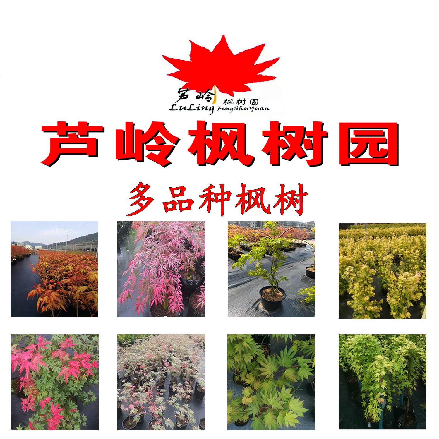 芦岭枫树园 小苗特惠红枫盆栽庭院花园植物/正常48小时内发货