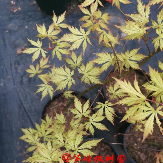 芦岭枫树园 女精灵 脉叶品种 红枫 庭院植物--正常48小时内发货