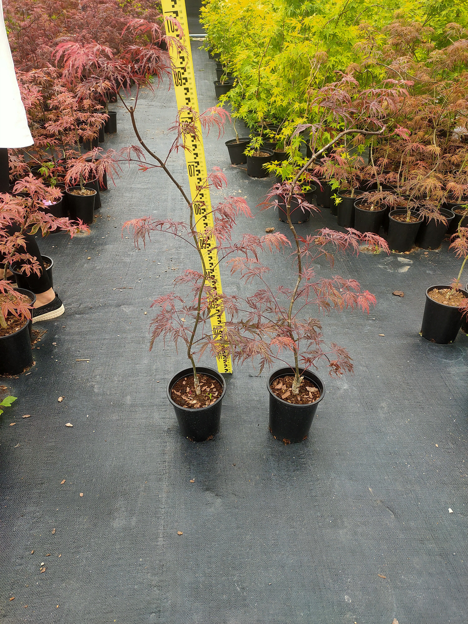 芦岭枫树园 石榴红 羽毛枫 日本红枫 庭院植物--正常48小时内发货