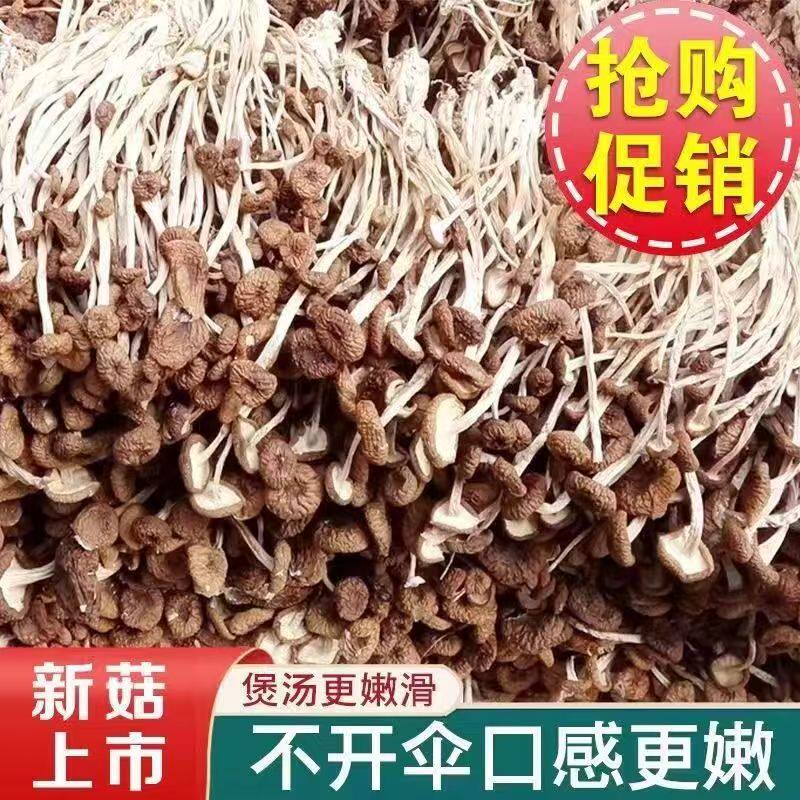 古田不开伞茶树菇农家新货香菇干货菌菇虫草毛重煲汤茶树菇干货
