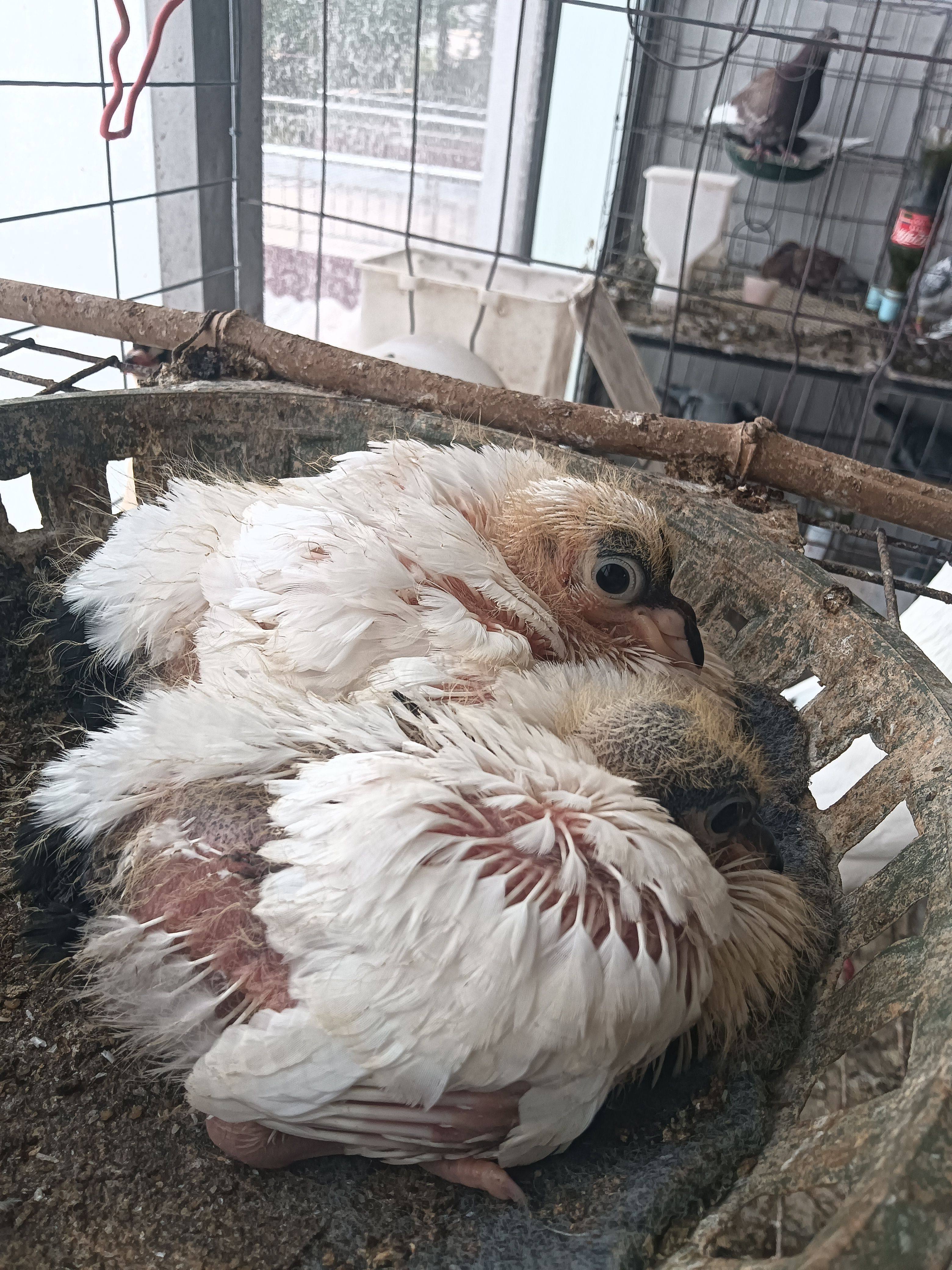 点子鸽子两头乌鸽观赏鸽适合手养家飞训练青年鸽种鸽