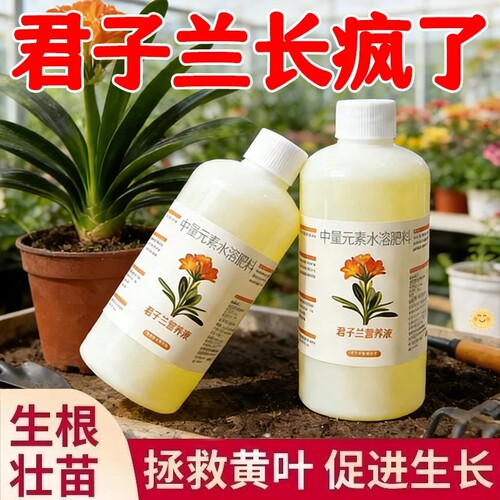 君子兰专用营养液箭壮根