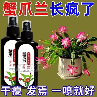 蟹爪兰专用免稀释营养液植物型叶面一喷绿催箭促花绿叶壮根营养液