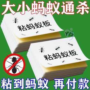 强力粘蚂蚁板加大加厚逃不掉红黑白蚁通粘神器操作简单厨房通用