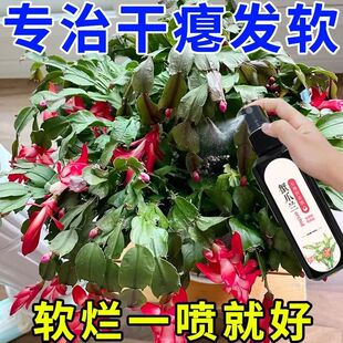 特效蟹爪兰催花营养液爆盆专用防黄叶烂根促生长花大色艳四季可用