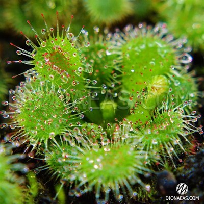 【玫花茅膏菜 】食虫植物茅膏菜食人花驱蚊包邮