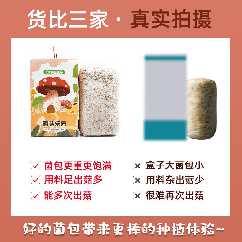 蘑菇菌包菌菇种植包平菇盒子磨菇种可食用菌种家庭幼儿园儿童diy