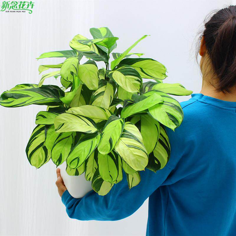 金梦竹芋室内客厅阳台绿植观叶趣味净化空气植物北欧风盆栽