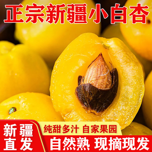 新疆轮台小白杏新鲜现摘